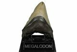 Fossil Megalodon Tooth - North Carolina #190883-2